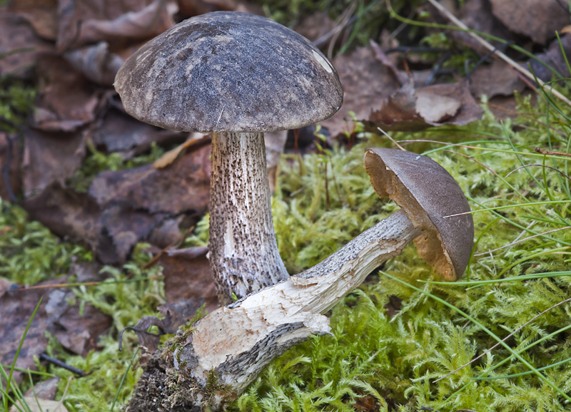 Leccinum variicolor